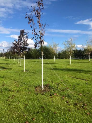 Типичные заболевания клёна остролистного "Royal Red" или Беда не приходит одна