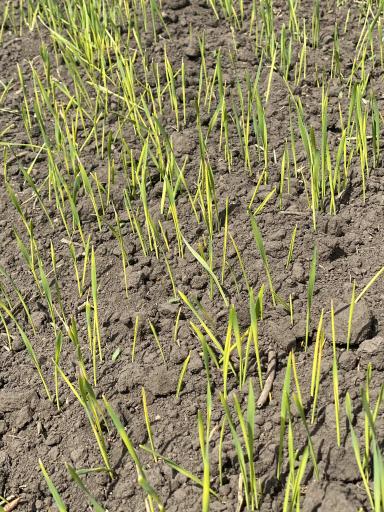 Всходы яровой пшеницы