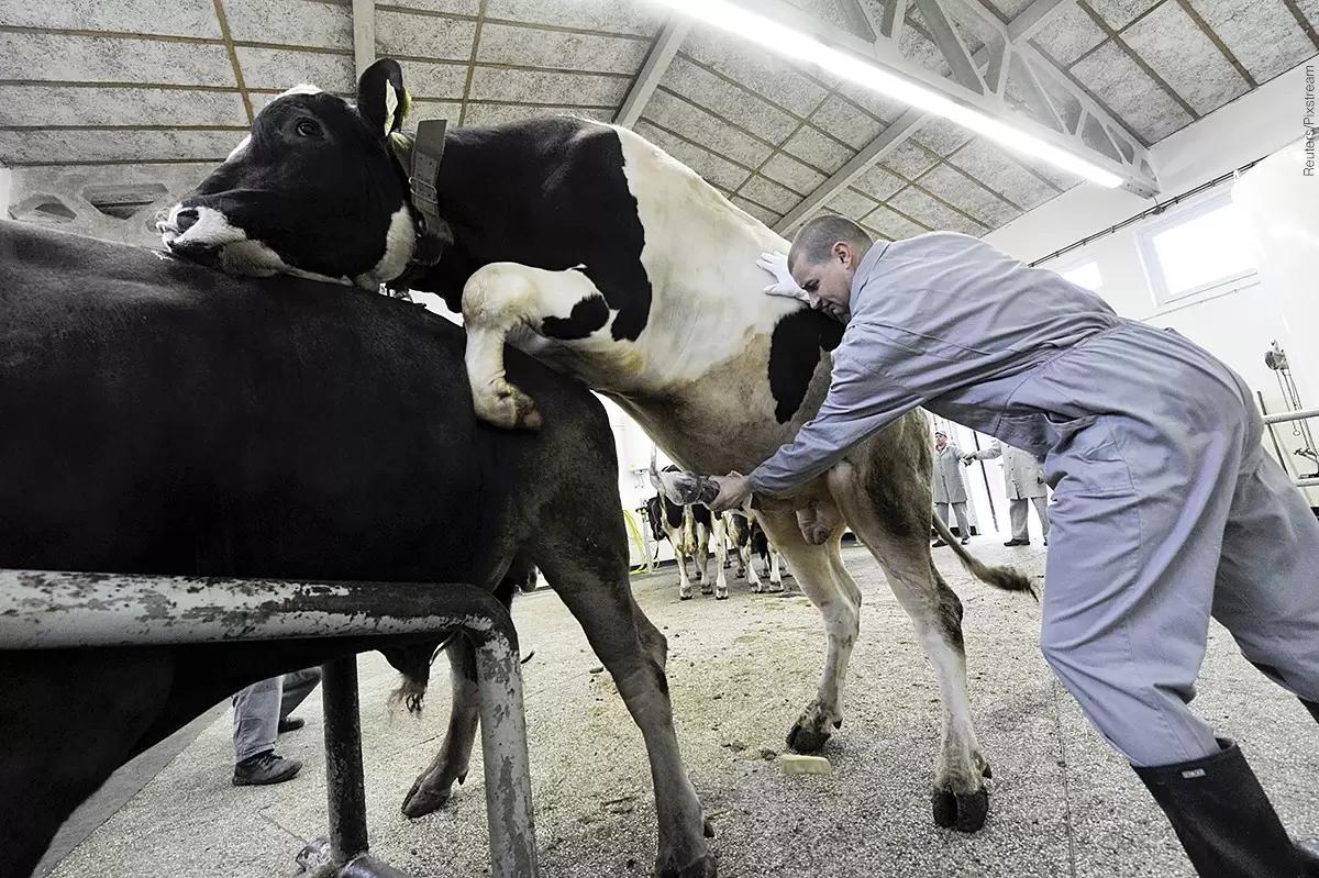 Микробиом семенной жидкости Bos taurus.