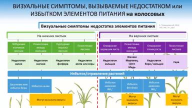 НЕХВАТКА ЭЛЕМЕНТОВ ПИТАНИЯ НА ПШЕНИЦЕ И ПОДСОЛНЕЧНИКЕ: ПОЛНАЯ ТАБЛИЦА СИМПТОМОВ