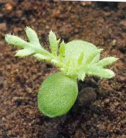 Пупавка полевая