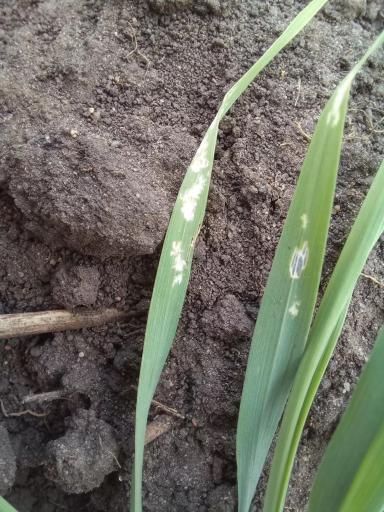 Что за вредители?