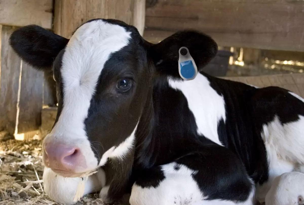 Исследование влияния клиноптилолита на новорожденных телят.