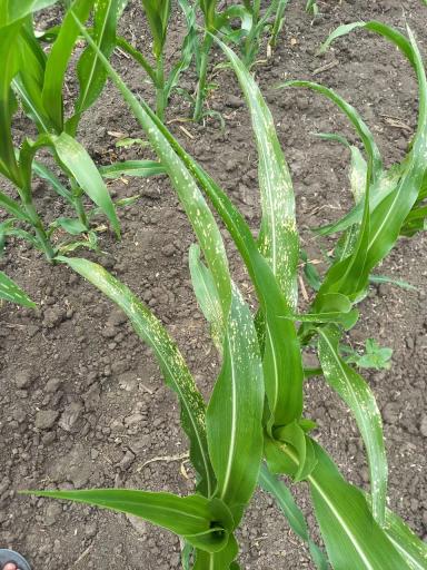 Что с кукурузой?