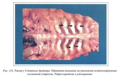 Вегад - Атлас болезней птицы. Ч. 26. Рахит