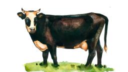 Ярославская