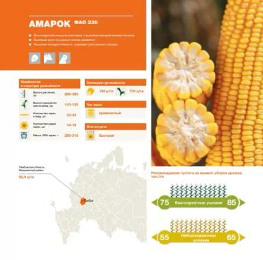 Амарок - гибрид кукурузы ( Zea mays L.).