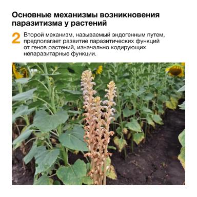 🌻 Как заразиха отбирает жизненные силы у подсолнечника?