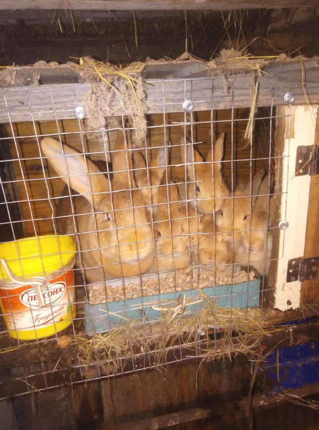 Кролиководство