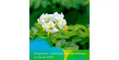 Антракноз – новый вызов для картофелеводов в сезоне-2026!