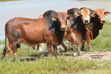 Боран – порода зебу