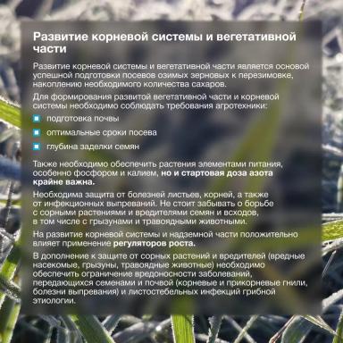 🌾 Озимые готовы к перезимовке!