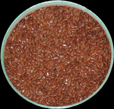 Даник сорт льна масличного