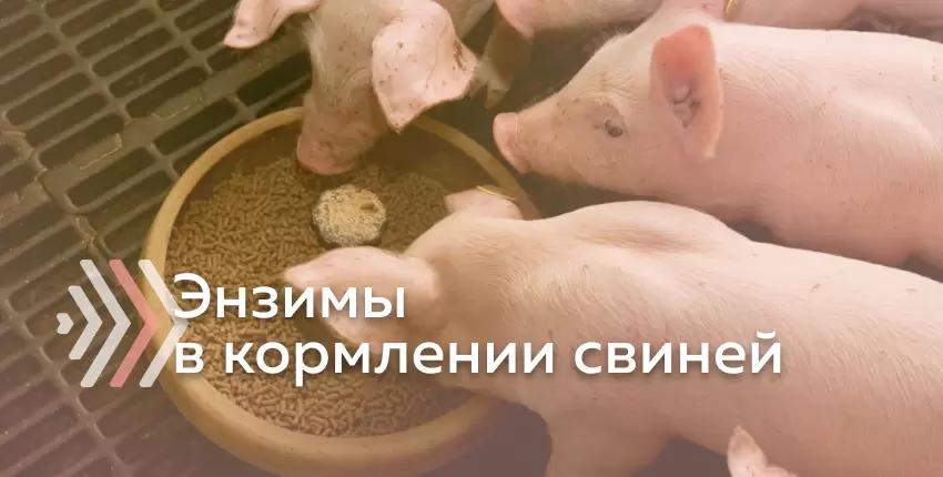 Высокие привесы свиней возможны при использовании рационов с низкой энергией