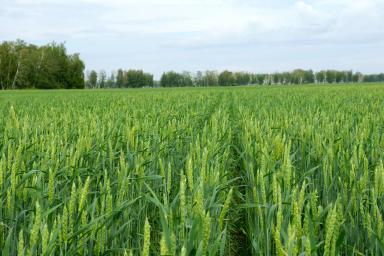 Уралосибирская сорт мягкой яровой пшеницы