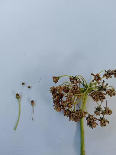 Ваточник сирийский.