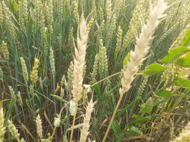 Вопросы из чатов: что с колосом?