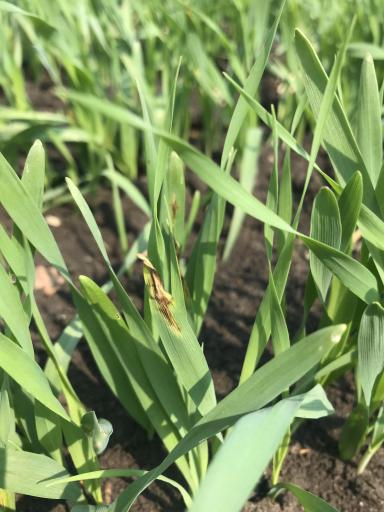 Сетка на всходах ярового ячменя.