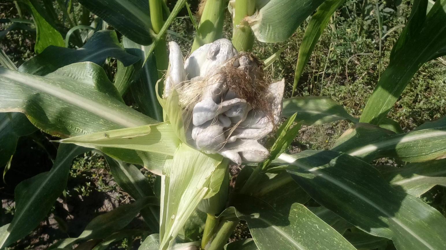 Агромониторинг