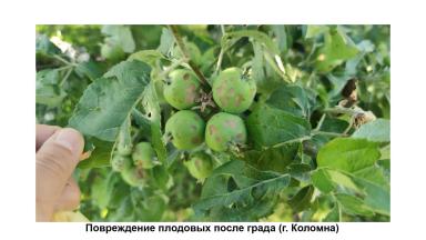 Защита растений от возвратных заморозков, засухи и других стрессов