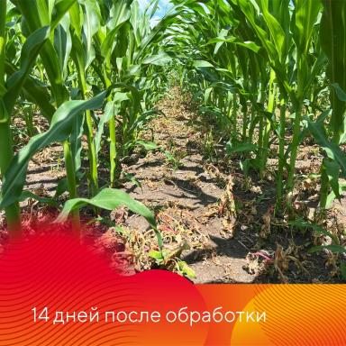 Фултайм® в Приморье