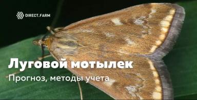 Луговой мотылек. Прогноз развития, методы учета