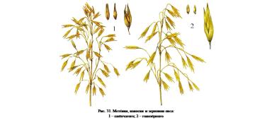 Разновидности овса