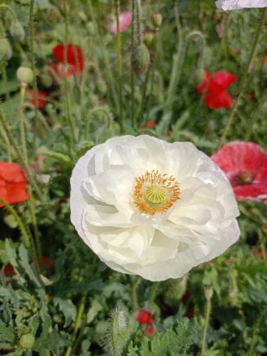 Красота декоративных маков