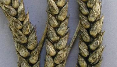 Сажистая плесень зерновых колосовых культур