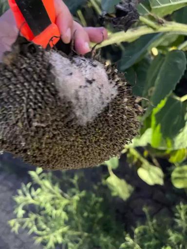 Гнили корзинки подсолнечника