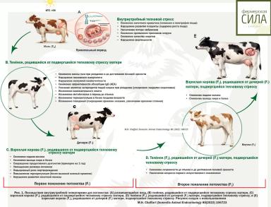 ЭПИГЕНЕТИКА ЖАРЫ: КАК ТЕПЛОВОЙ СТРЕСС ПИШЕТ ИСТОРИЮ ТРЁХ ПОКОЛЕНИЙ