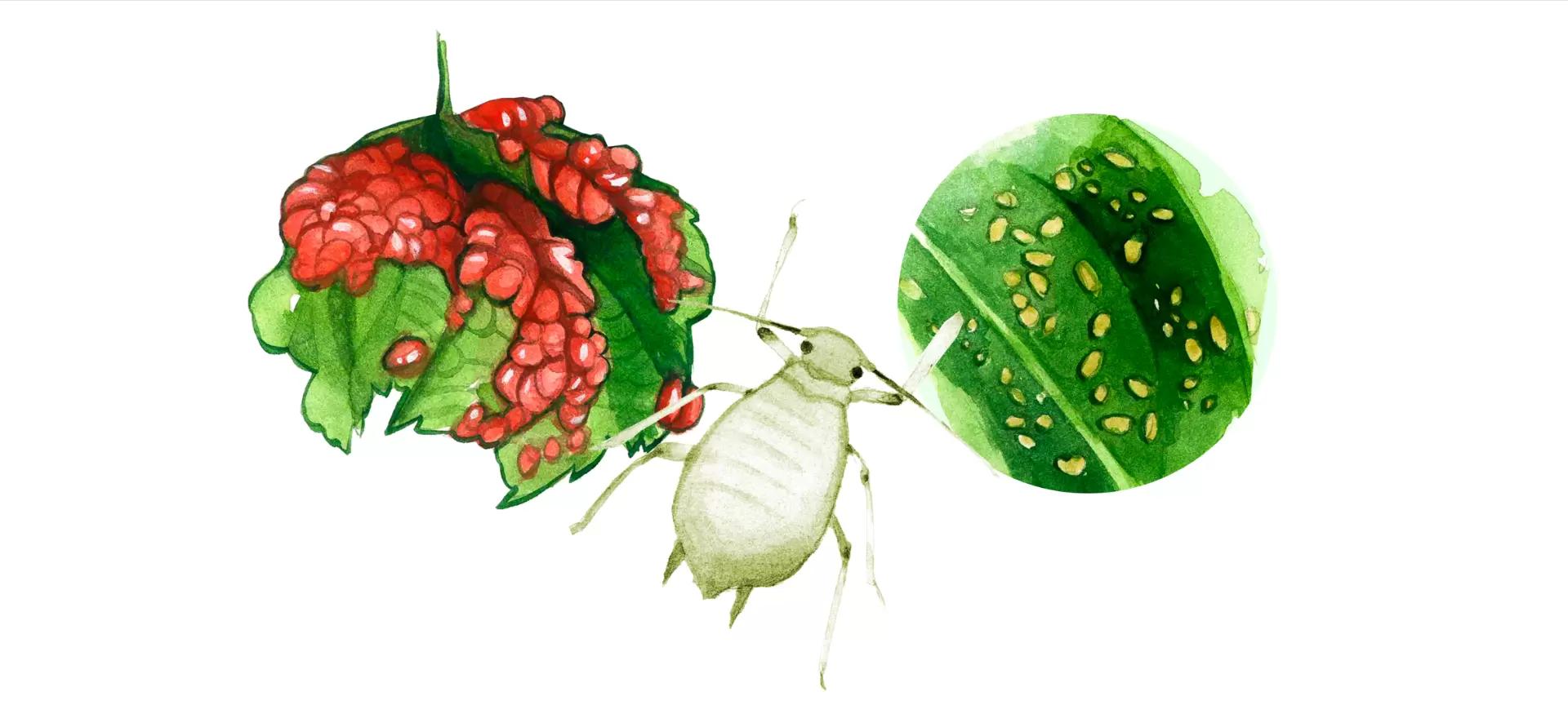 Тля листовая галловая (красносмородиновая)