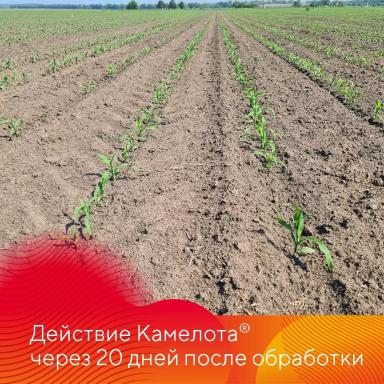 Камелот® на кукурузе