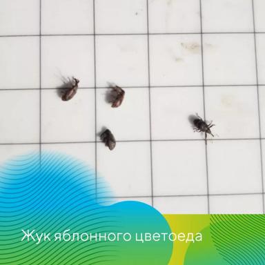 Обработки садов в ЦЧР