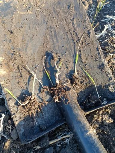 Вопросы для обсуждений: что со всходами?