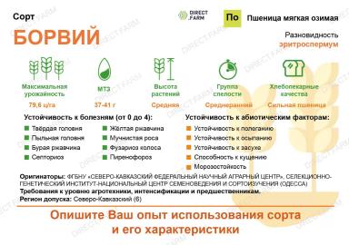 Борвий сорт пшеницы мягкой озимой