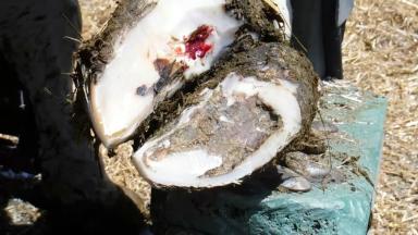 Язва Рустергольца