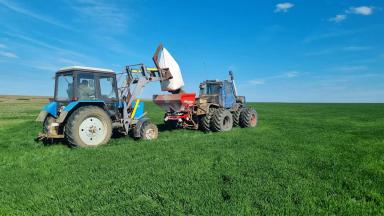 Удобряем Гром🌾 после подсолнечника🌻