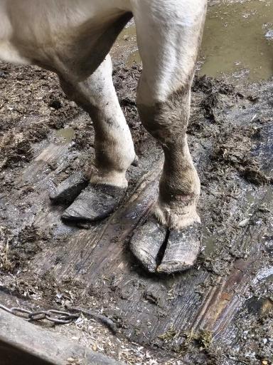 Контроль здоровья копытец коров: комплексный подход к профилактике и лечению.