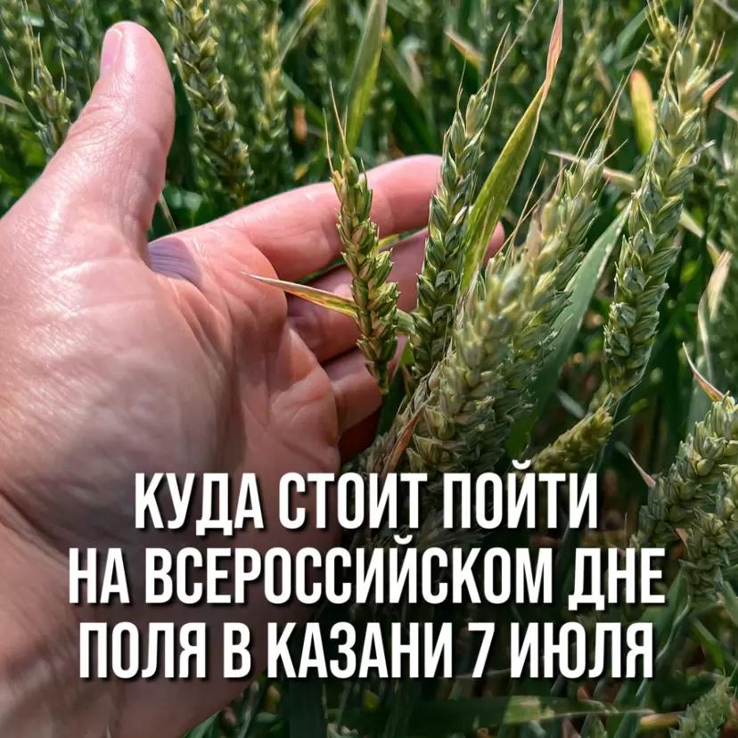 КУДА СТОИТ ПОЙТИ НА ВСЕРОССИЙСКОМ ДНЕ ПОЛЯ 2023 В КАЗАНИ 7 ИЮЛЯ.