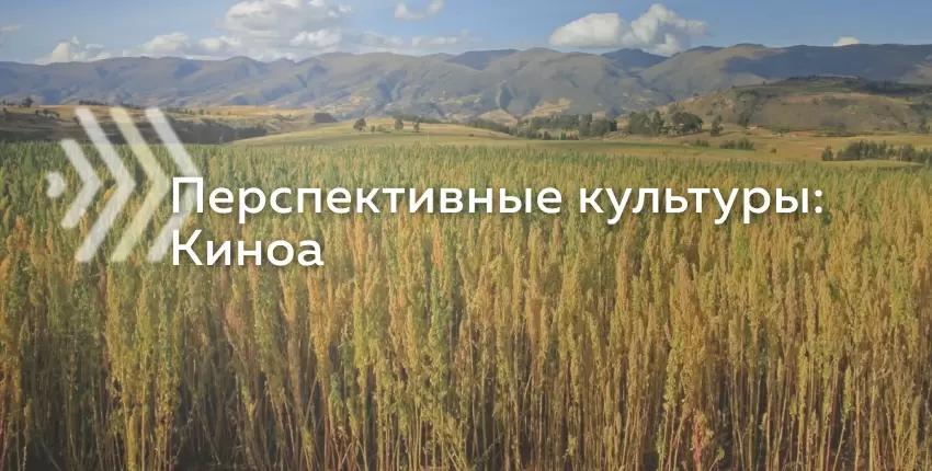 Обзор рынка киноа: насколько перспективна эта культура для аграриев