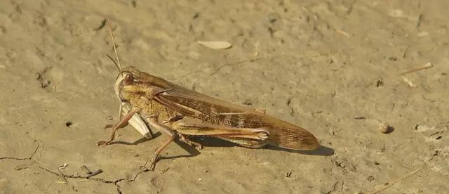 Внимание! Азиатская перелетная саранча