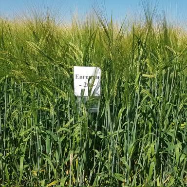 Евгения (EVGENIA)