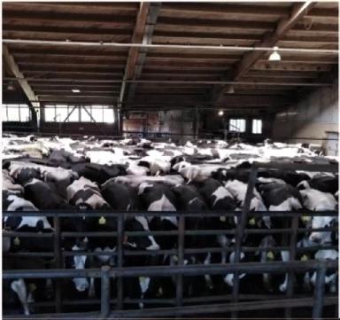 Правильная стратегия охлаждения коров при тепловом стрессе=профилактика хромоты!