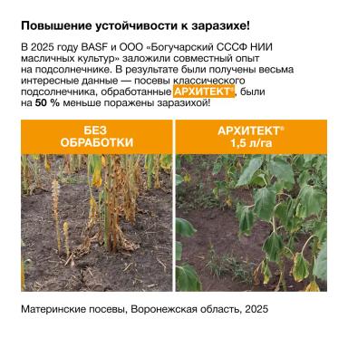 Дополнительный элемент в борьбе с заразихой подсолнечниковой