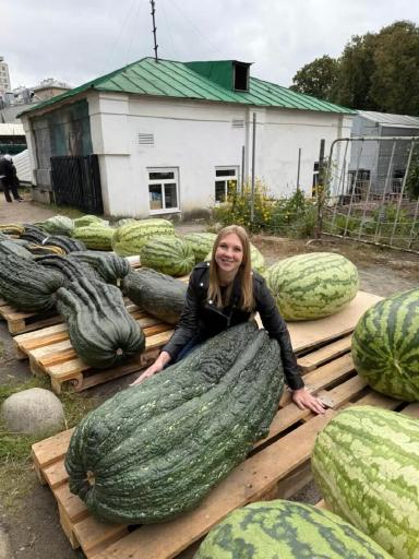 Судьба гигантской тыквы