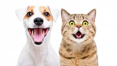 Программа обучения «Заболевания щитовидной железы у собак и кошек»