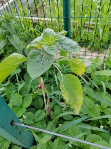 Вопросы из чатов: что с подсолнечником?