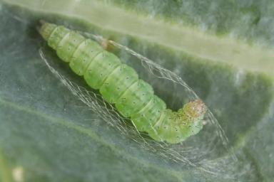 Угроза: Капустная моль