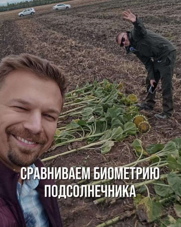БИТВА ФЕРМЕРОВ. СРАВНИВАЕМ БИОМЕТРИЮ ПОДСОЛНЕЧНИКА